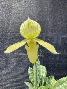 Paphiopedilum Oriental Allure