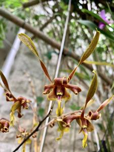 Dendrobium Nicha Amber