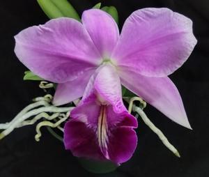 Cattleya QF Melita
