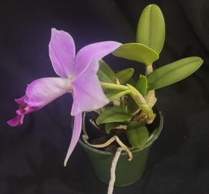 Cattleya QF Melita