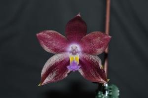 Phalaenopsis Mituo Speciosa