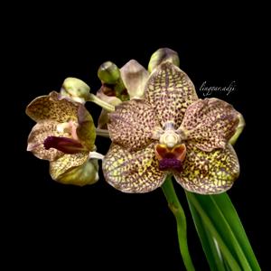 Vanda Virescent Gold