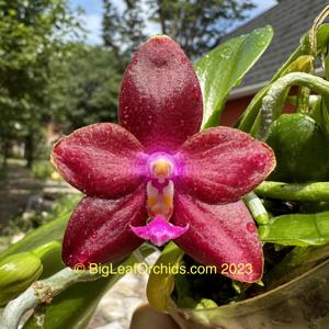 Phalaenopsis Kingfisher's Haida Sunrise