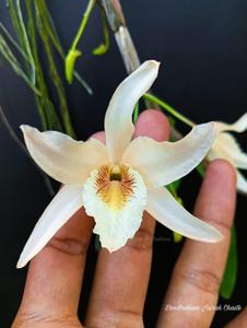 Dendrobium Jairak Chaste