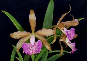 Rhynchobrassoleya Jairak Cornue