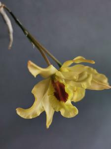 Dendrobium Jairak Moonlight