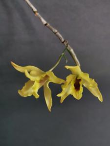 Dendrobium Jairak Moonlight