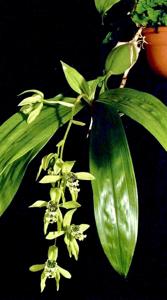 Coelogyne Schwarzer Panther