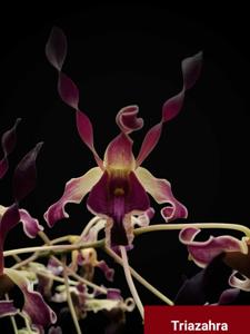 Dendrobium Kueh Mui Kiang