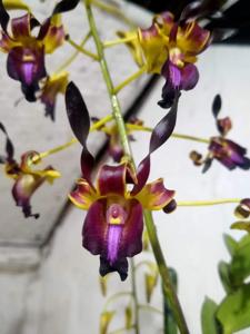 Dendrobium Kueh Mui Kiang
