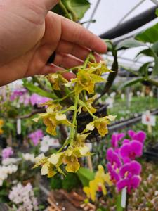 Dendrobium QF Mauka