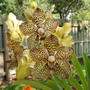 Vanda Ubuntu