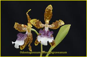 Oncidium Guido Deburghgraeve