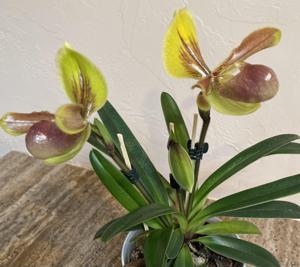 Paphiopedilum Hengduan's Qin