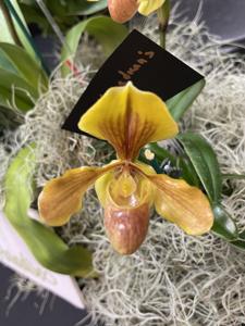 Paphiopedilum Hengduan's Qin