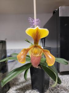 Paphiopedilum Hengduan's Qin