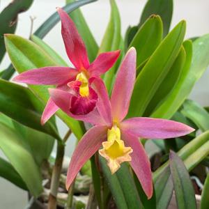 Brassocattleya Jungle Bird