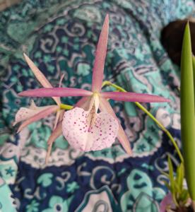 Brassocattleya Flo's Bird