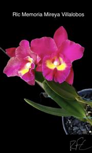 Rhyncholaeliocattleya Memoria Mireya Villalobos