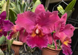 Rhyncholaeliocattleya Memoria Mireya Villalobos