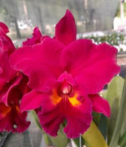 Rhyncholaeliocattleya Memoria Mireya Villalobos