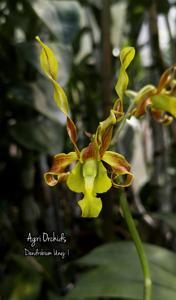 Dendrobium Unej-1