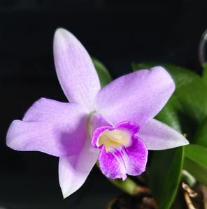 Cattleya Teipels Sincolori