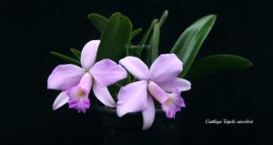 Cattleya Teipels Sincolori