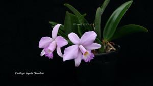 Cattleya Teipels Sincolori