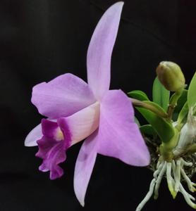 Cattleya Teipels Sincolori