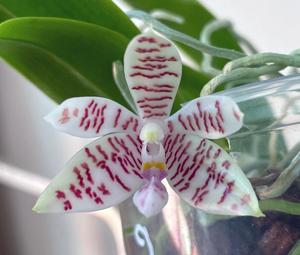 Phalaenopsis Toenne Tausend