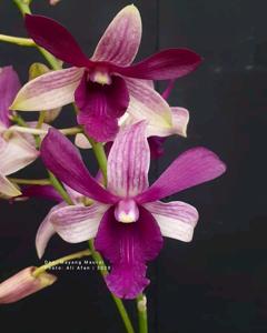 Dendrobium Mayang Maurai