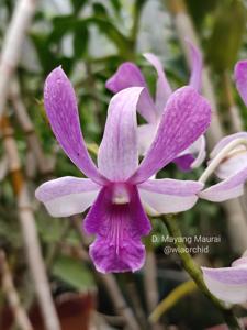 Dendrobium Mayang Maurai