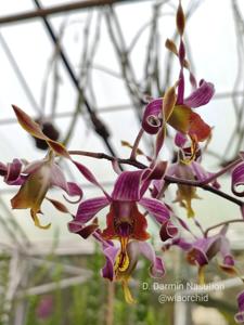 Dendrobium Darmin Nasution