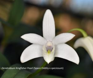 Dendrobium Kingfisher Pearl