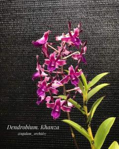 Dendrobium Khanza