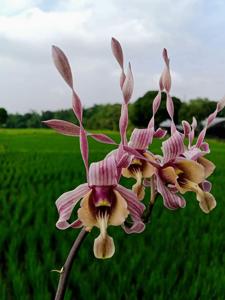 Dendrobium Nicha Scarab