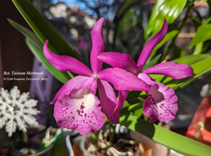 Brassocatanthe Taiwan Mermaid