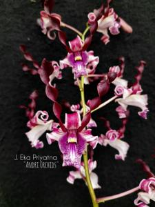 Dendrobium J. Eka Priyatma