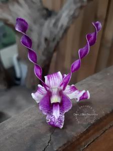 Dendrobium J. Eka Priyatma