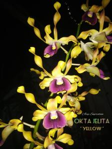 Dendrobium Okta Jelita