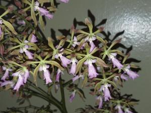 Encyclia SunCoast Jungle Profusion