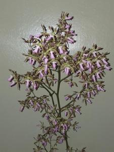 Encyclia SunCoast Jungle Profusion