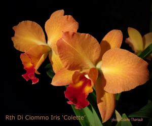 Rhyncattleanthe Di Ciommo Iris