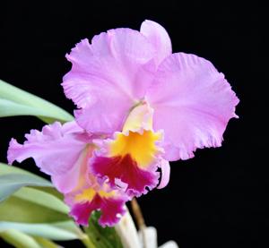 Cattleya Earl's Circle