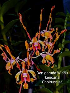 Dendrobium Garuda Wisnu Kencana