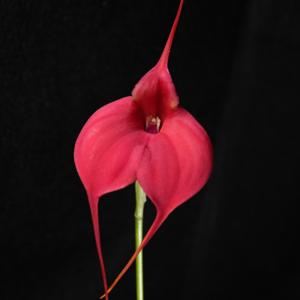 Masdevallia Red Dawn