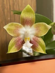 Phalaenopsis Miki Fly Eagle C1