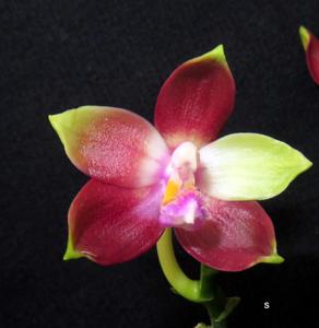 Phalaenopsis Miki Fly Eagle C1