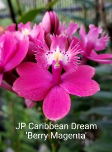 Epidendrum JP Caribbean Dream
